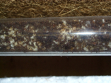 Acromyrmex spec.