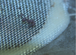 Acromyrmex spec.