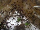 Acromyrmex spec.