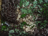 Acromyrmex spec.