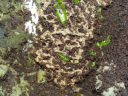 Acromyrmex spec.