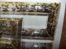 Acromyrmex spec.