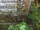Acromyrmex spec.