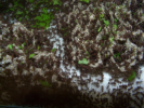 Acromyrmex spec.