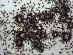 Acromyrmex spec.