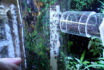 Acromyrmex spec.