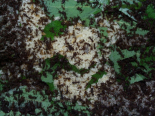 Acromyrmex spec.