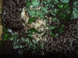 Acromyrmex spec.