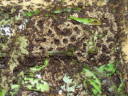 Acromyrmex spec.