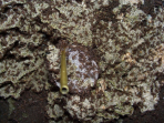 Acromyrmex spec.