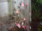 Acromyrmex spec.