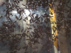 Acromyrmex spec.