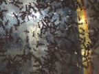 Acromyrmex spec.