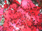 Acromyrmex spec.
