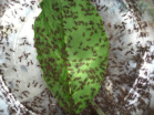 Acromyrmex spec.