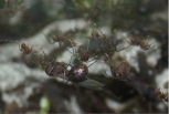 Acromyrmex spec.