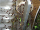 Acromyrmex spec.