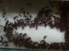 Acromyrmex spec.