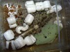 Acromyrmex spec.