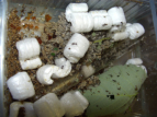 Acromyrmex spec.