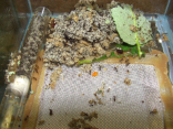 Acromyrmex spec.