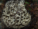 Acromyrmex spec.
