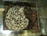 Acromyrmex spec.