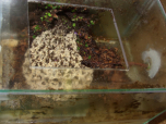 Acromyrmex spec.