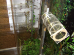 Acromyrmex spec.