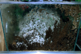 Acromyrmex spec.