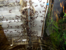 Acromyrmex spec.