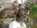 Acromyrmex spec.
