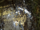 Acromyrmex spec.