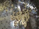 Acromyrmex spec.