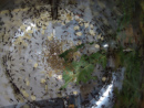 Acromyrmex spec.