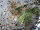 Acromyrmex spec.