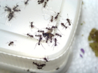 Acromyrmex spec.