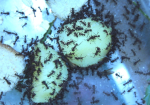 Acromyrmex spec.