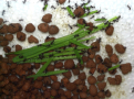 Acromyrmex spec.