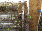 Acromyrmex spec.