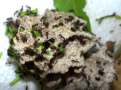Acromyrmex spec.