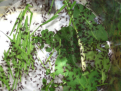 Acromyrmex spec.