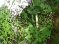 Acromyrmex spec.