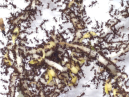 Acromyrmex spec.