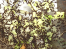 Acromyrmex spec.