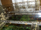 Acromyrmex spec. Anlage