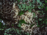 Acromyrmex spec. Brut