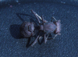 Acromyrmex spec. Königin