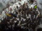 Acromyrmex spec. Männchen