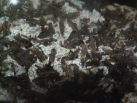 Acromyrmex spec. Männchen
